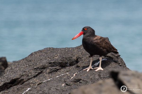 Haematopus ater / Blackish Oystercatcher / Klippenausternfischer