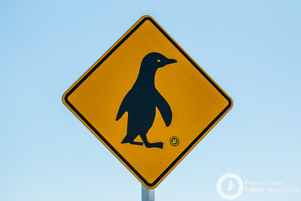 More penguins on the roads...