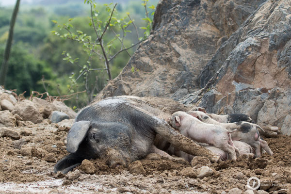 A pig life in Peru... could be worse