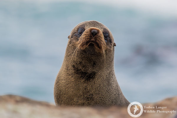 Arctocephalus forsteri / New Zealand Fur Seal / Neuseeländischer Seebär
