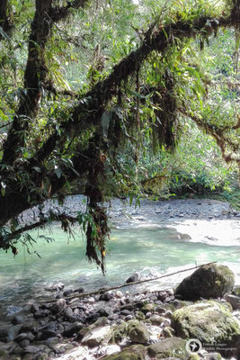 A lovely river in the forest