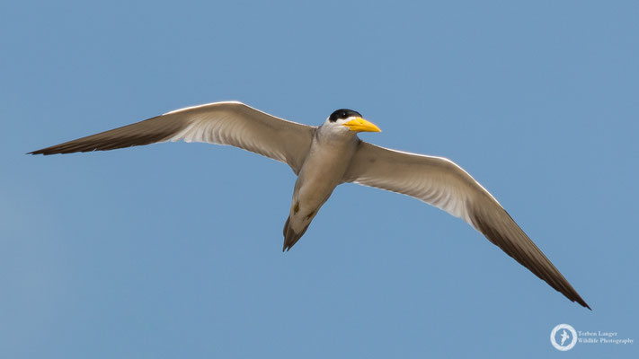 Phaetusa simplex / Large-billed Tern / Großschnabel-Seeschwalbe