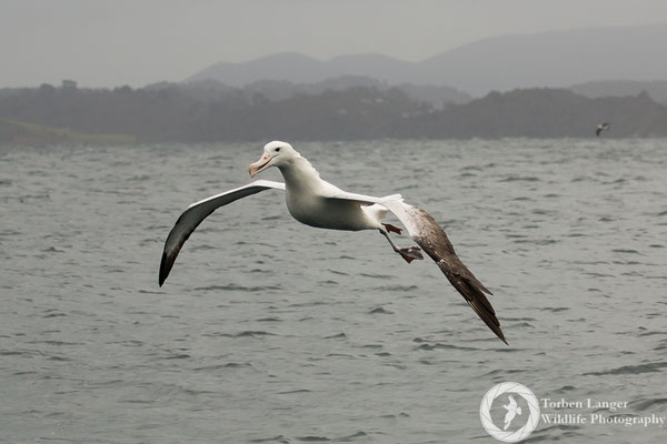 Diomedea epomorpha / Southern Royal Albatross / Südlicher Königsalbatros