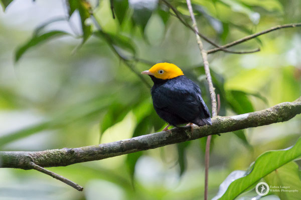 Golden-headed Manakin