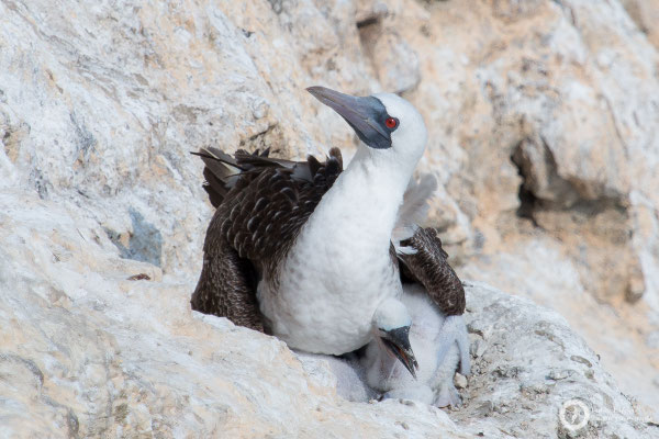 Peruvian Boobies