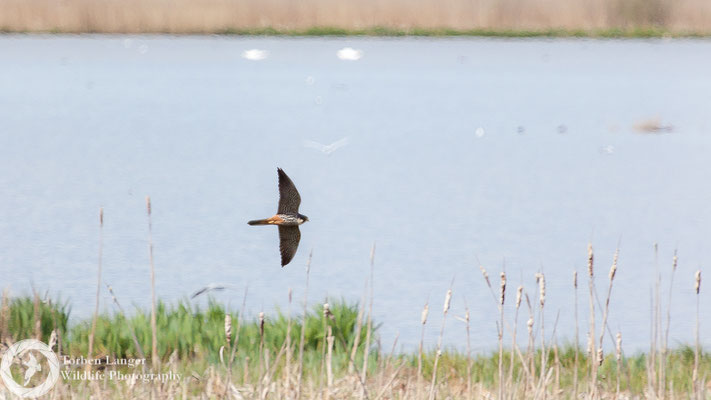 Falco subbuteo / Eurasian Hobby / Baumfalke
