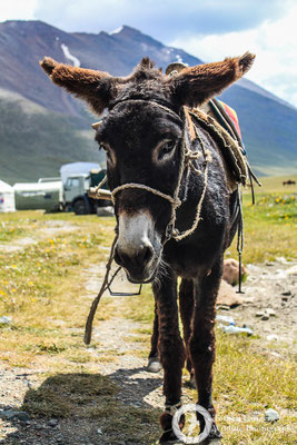 A donkey on the pass
