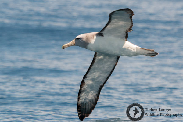 Thalassarche salvini / Salvin's Albatross / Salvinalbatros