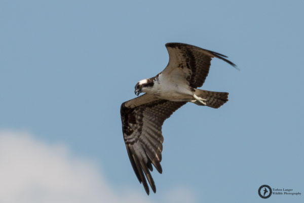 Pandion haliaetus / Osprey / Fischadler
