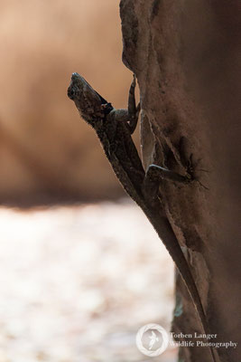 Lizard / Echse