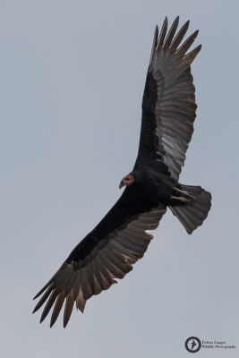 Cathartes burrovianus / Lesser Yellow-headed Vulture / Kleiner Gelbkopfgeier