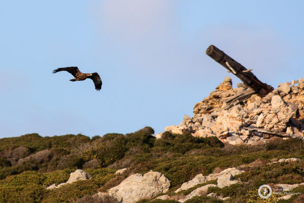 Pernis apivorus / European Honey Buzzard / Wespenbussard