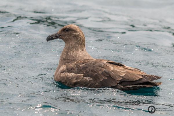 Catharacta antarctica ssp. lonnbergi / Brown Skua / Subantarktikskua