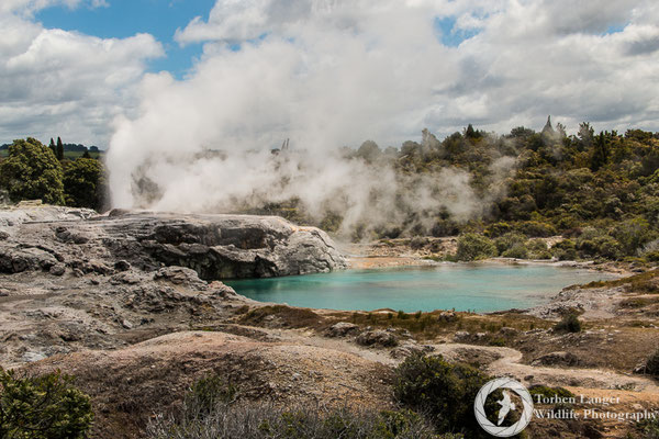 Geyser at Whakarewarewa Village in Rotorua