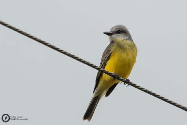 Tyrannus melancholicus / Tropical Kingbird / Trauerkönigstyrann