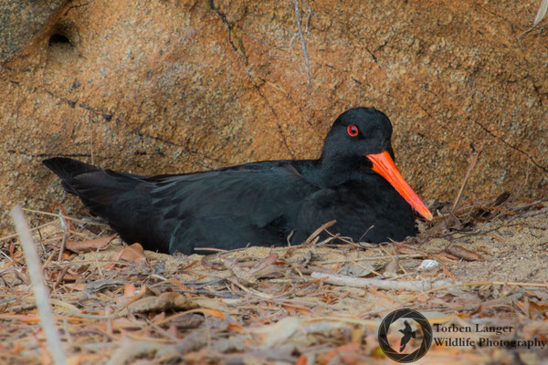Haematopus unicolor / Variable Oystercatcher / Neuseeländischer Austernfischer
