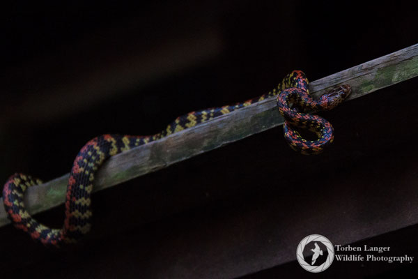 Snake / Schlange