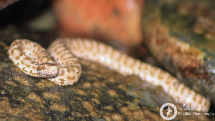 Halys Viper