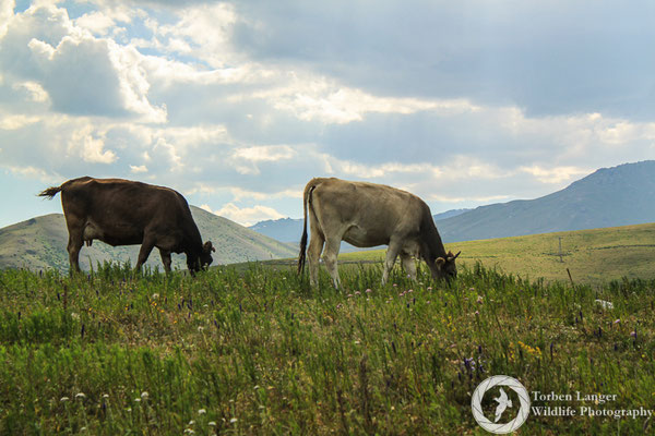 Cattle grazing on the plateau