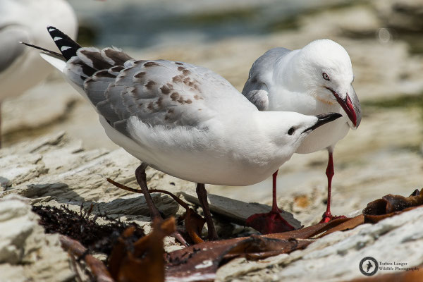 Larus novaehollandiae / Silver Gull / Silberkopfmöwe