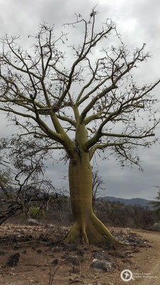 These trees are a bit different to what we have in Germany