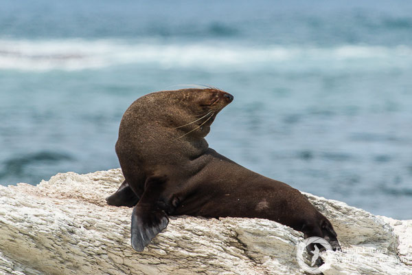 Arctocephalus forsteri / New Zealand Fur Seal / Neuseeländischer Seebär