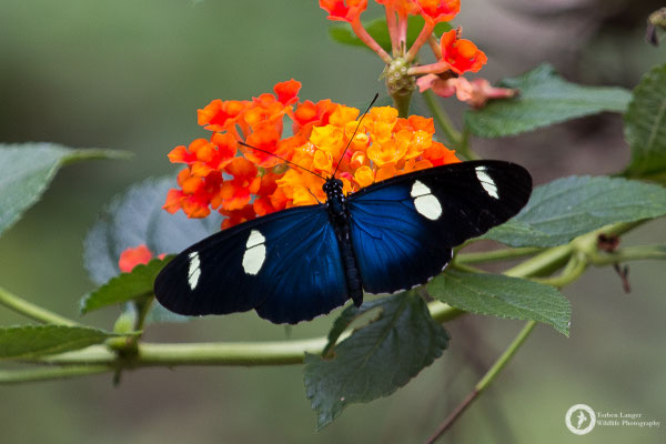 Butterfly / Schmetterling