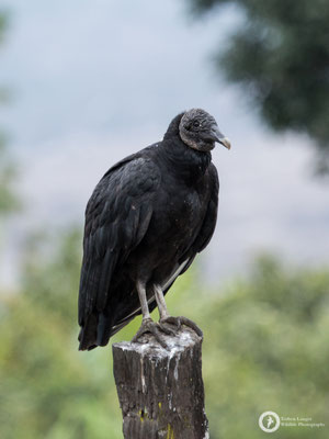 Coragyps atratus / American Black Vulture / Rabengeier