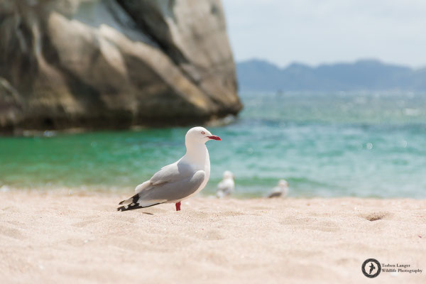 Larus novaehollandiae / Silver Gull / Silberkopfmöwe