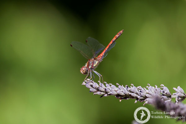 Dragonfly / Libelle