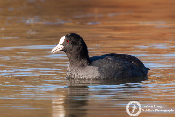 Fulica atra / Common Coot / Blässhuhn