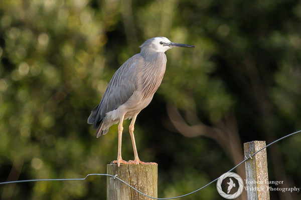 Egretta novaehollandiae / White-faced Heron / Weißwangenreiher