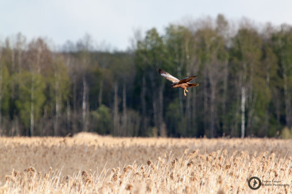 Circus aeruginosus / Western Marsh Harrier / Rohrweihe ♂