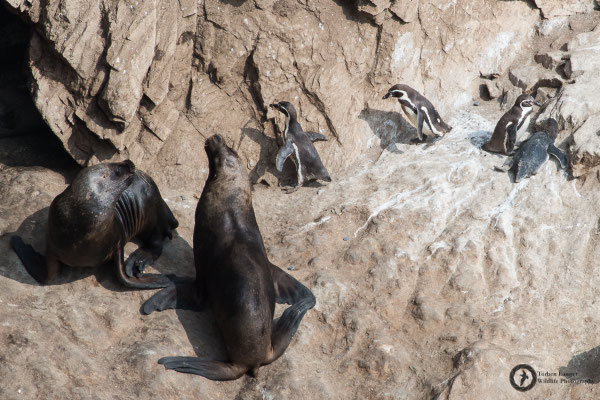 Spheniscus humboldti / Humboldt Penguin / Humboldtpinguin