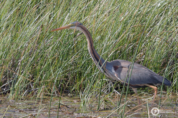 Purple Heron