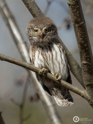 Glaucidium passerinum / Eurasian Pygmy-Owl / Sperlingskauz
