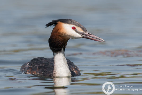 Podiceps cristatus / Great Crested Grebe / Haubentaucher