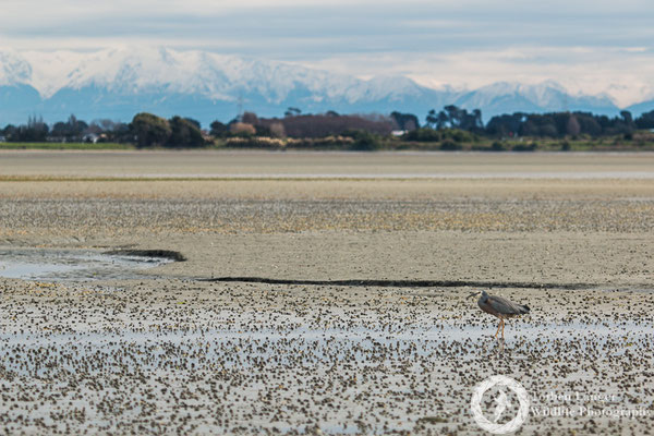 White-faced Heron on a tidal flat in Christchurch. In the background are the Southern Alps.