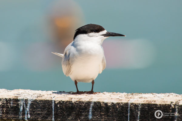 Sterna striata / White-fronted Tern / Weißstirn-Seeschwalbe