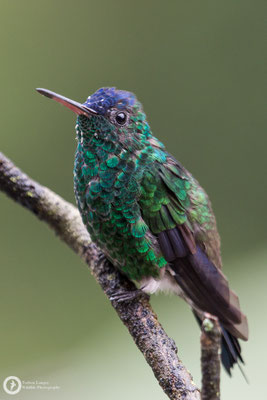 Amazilia cyanifrons - Indigo-capped Hummingbird - Blaukappenamazilie