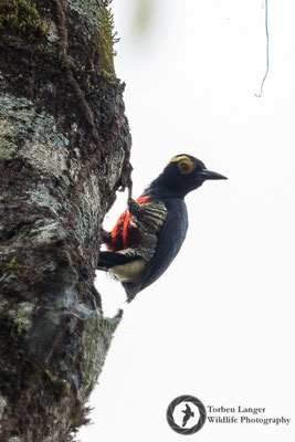 Melanerpes cruentatus / Yellow-tufted Woodpecker / Gelbbrauenspecht ♀