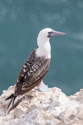 Peruvian Booby