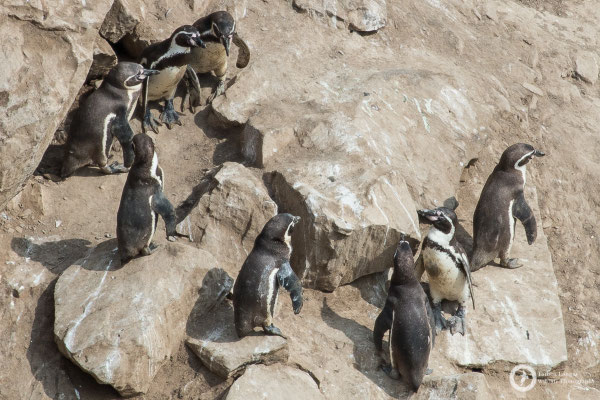 Humboldt Penguins