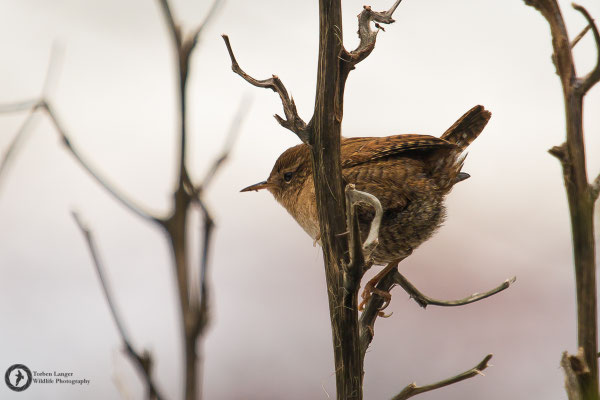 Troglodytes troglodytes / Northern Wren / Zaunkönig