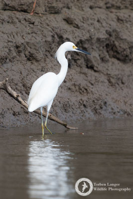 Egretta thula / Snowy Egret / Schmuckreiher