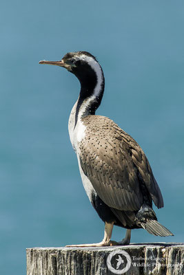 Phalacrocorax punctatus / Spotted Shag / Tüpfelscharbe