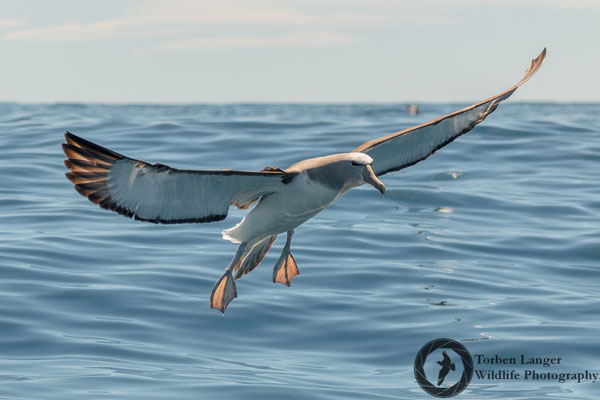Thalassarche salvini / Salvin's Albatross / Salvinalbatros