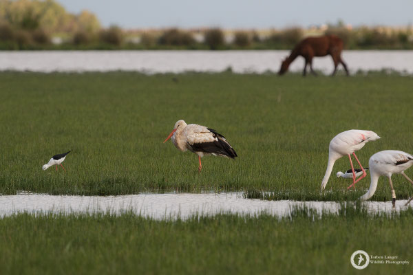 White Stork