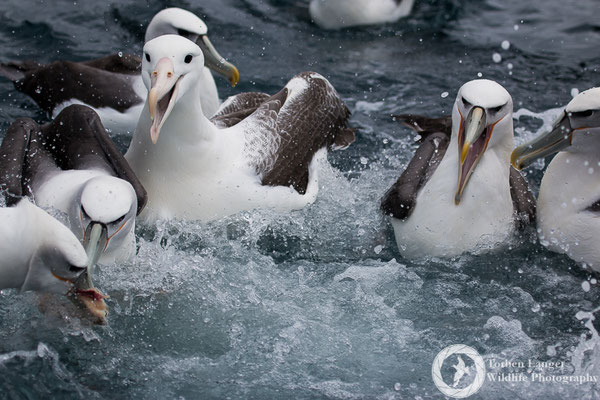 Diomedea epomorpha / Southern Royal Albatross / Südlicher Königsalbatros & Thalassarche steadi / White-capped Albatross / Aucklandalbatros
