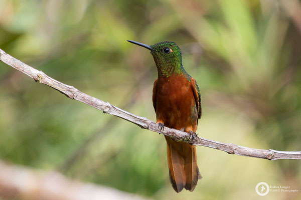 Chestnut-breasted Coronet